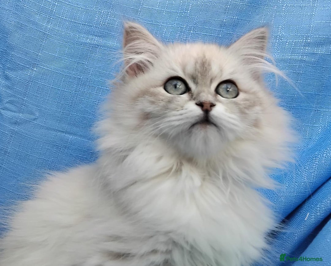 Siberian cats for sale: GCCF Registered Pure Siberian kittens For Sale.   - Image 1