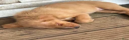 Mixed Breed dogs for sale: Collie German shepherd puppies - Advert 5