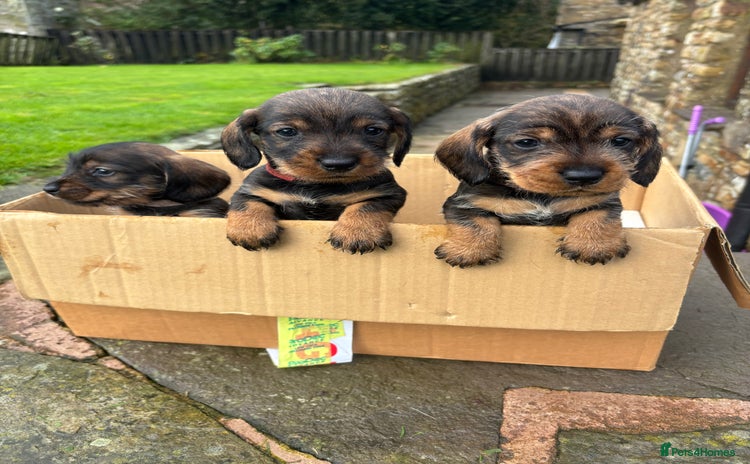 Dachshund dogs - Advert 2