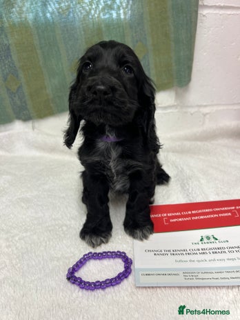 Cocker Spaniel dogs - Advert 4