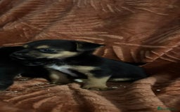 Jack Russell dogs for sale: Jack Russell Puppies  - Image 3