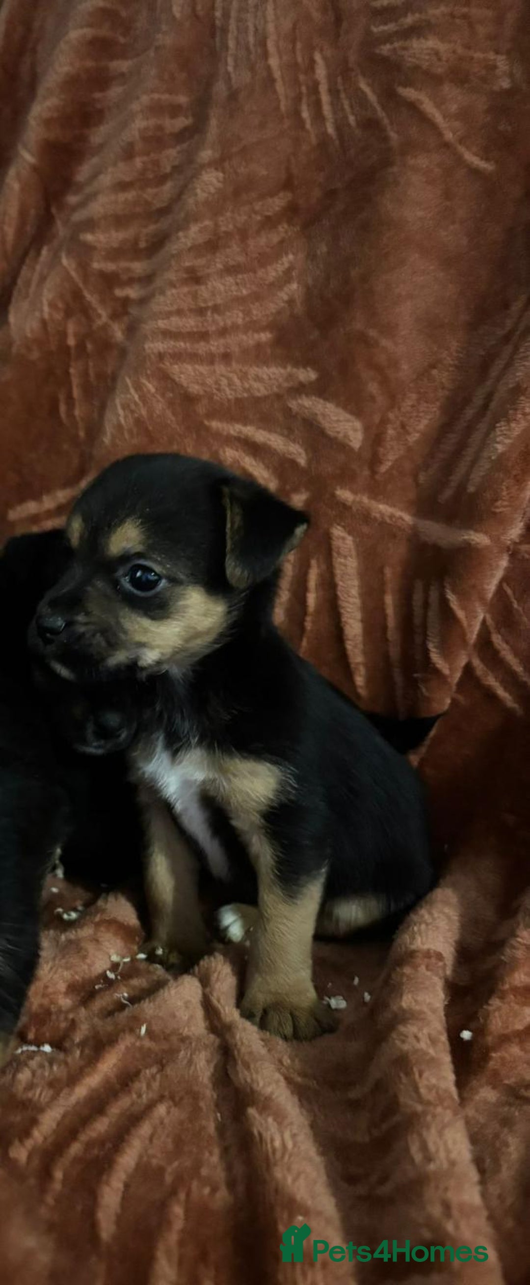 Jack Russell dogs for sale: Jack Russell Puppies  - Image 3