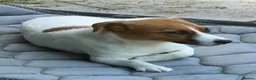 Jack Russell dogs for adoption: FIONA – Young Jack Russell Terrier - Advert 3
