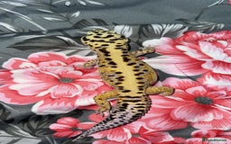 Gecko reptiles for sale: Breeding Adults Leopards and African Fat Tails  - Image 9