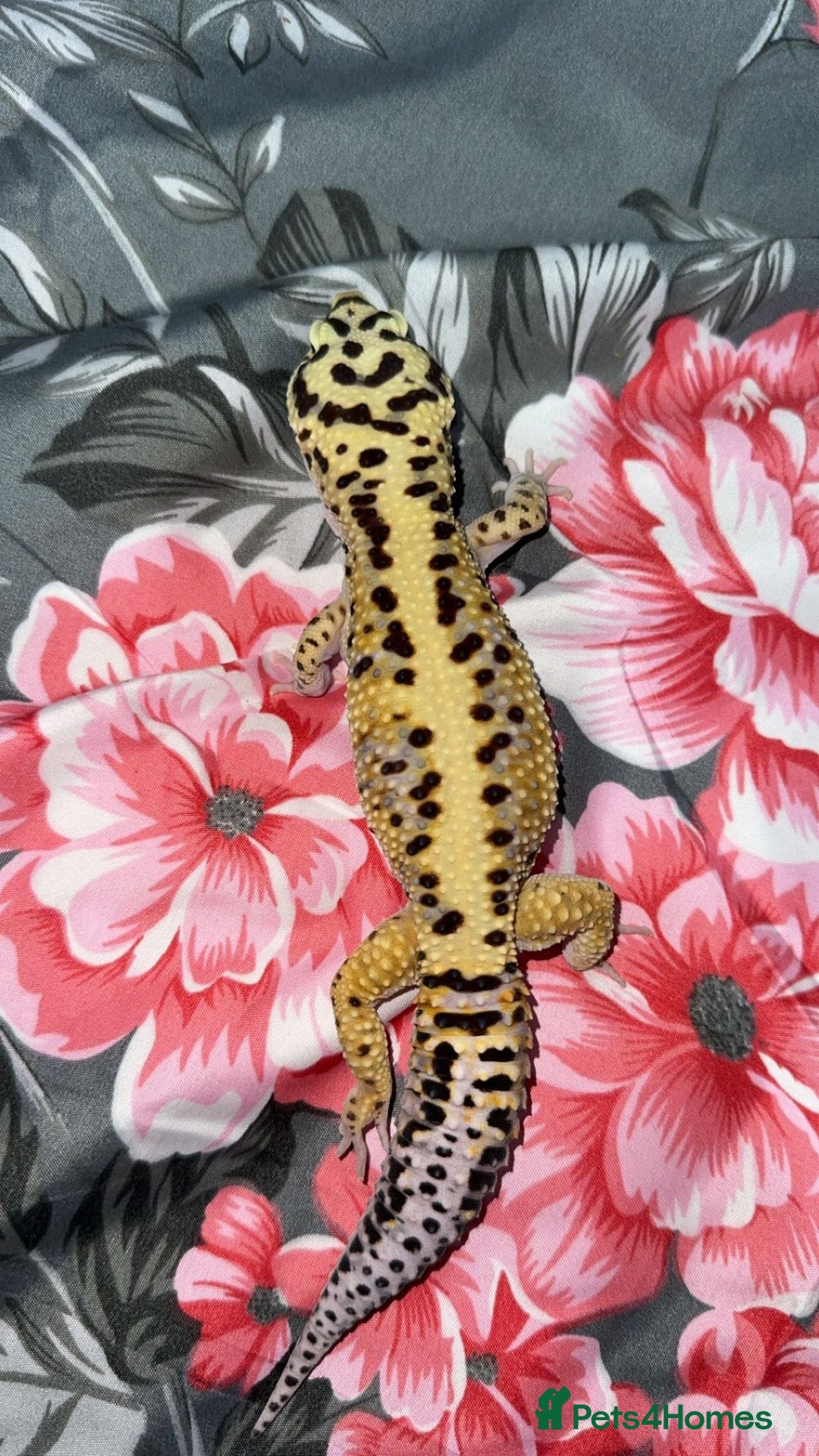 Gecko reptiles for sale: Breeding Adults Leopards and African Fat Tails  - Image 9