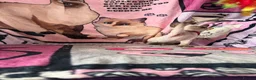 Devon Rex cats for sale: Devon Rex Kittens – Two Boys & One Girl ❤️ - Advert 7