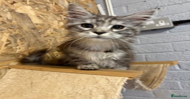 Maine Coon cats - Advert 3