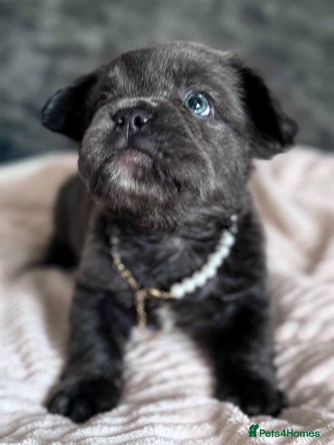 French Bulldog dogs for sale: FLUFFY FRENCH BULLDOGS  - Image 2