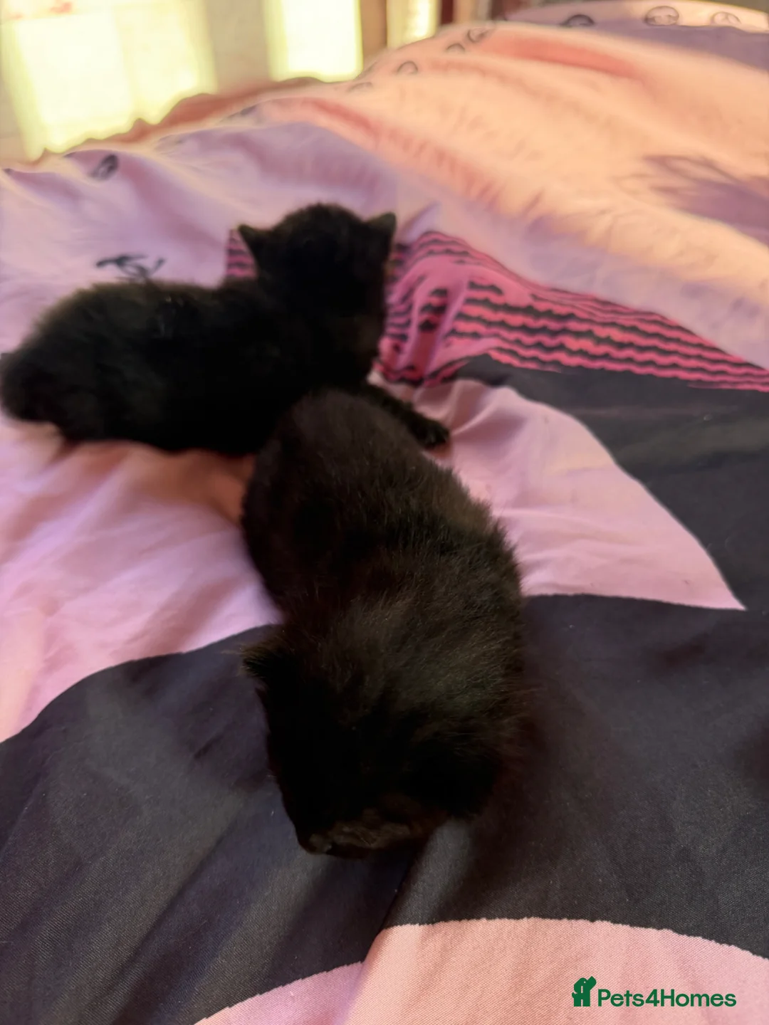 British Shorthair cats for sale: Kittens for sale  in Bradford - Advert 2