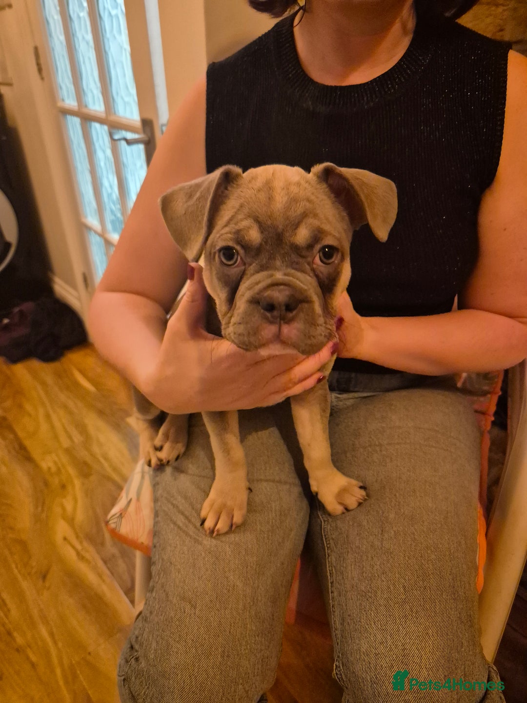 French Bulldog dogs for sale: DESTINY, TRINITY AND MYSTERY - Advert 2