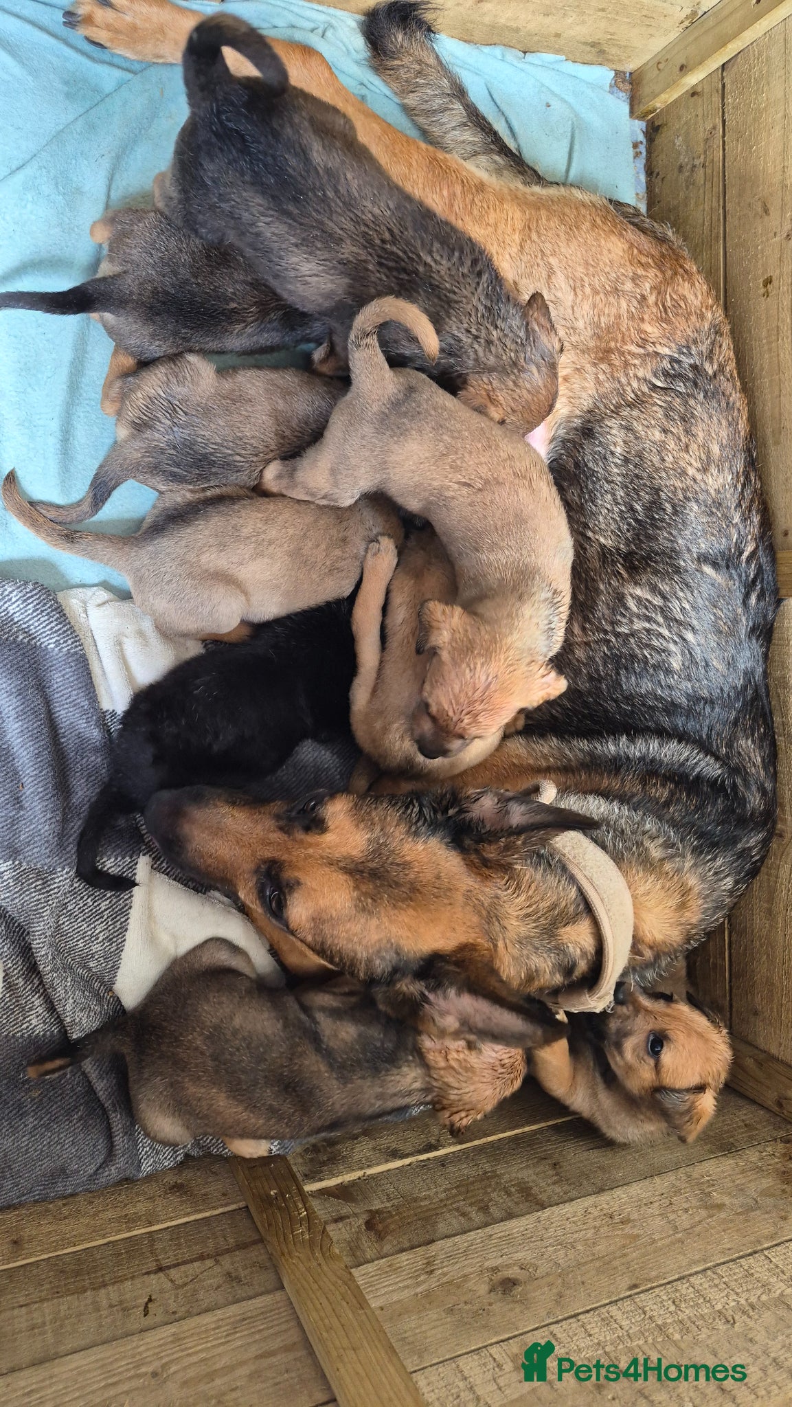 Mixed Breed dogs Mixed breed puppies  - Advert 1