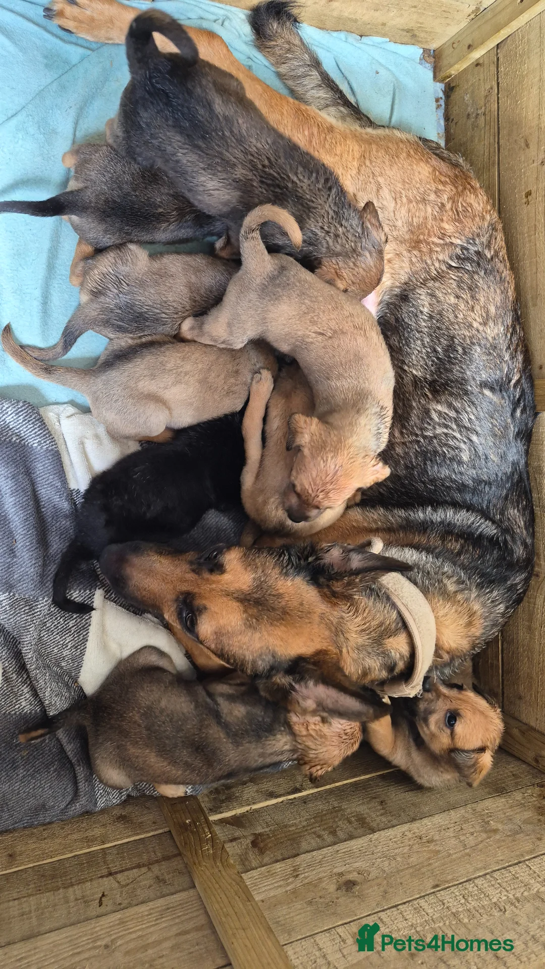 Mixed Breed dogs for sale: Mixed breed puppies  - Advert 1