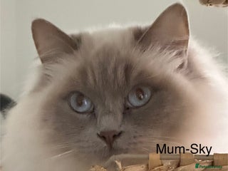 Ragdoll cats Gorgeous Ragdolls - Advert 1