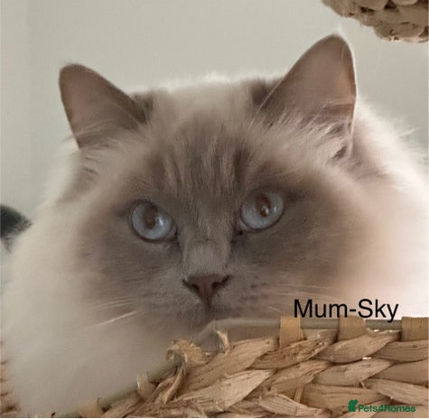 Ragdoll cats Gorgeous Ragdolls - Advert 1