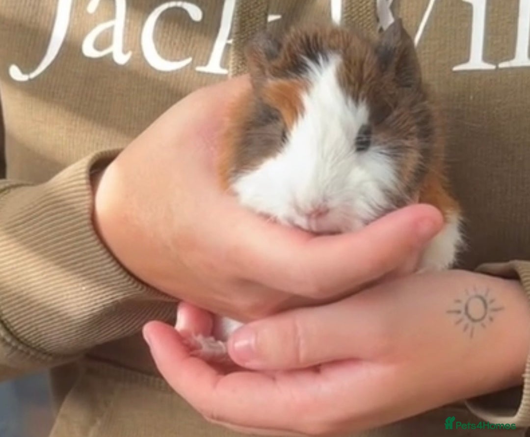 Guinea Pig rodents for sale: Two baby boars for sale  - Advert 1