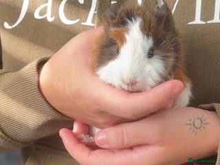 Guinea Pig rodents Two baby boars for sale - Advert 1