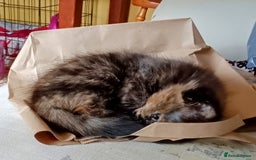Mixed Breed cats for sale: Beautiful smiley kittens  - Image 13