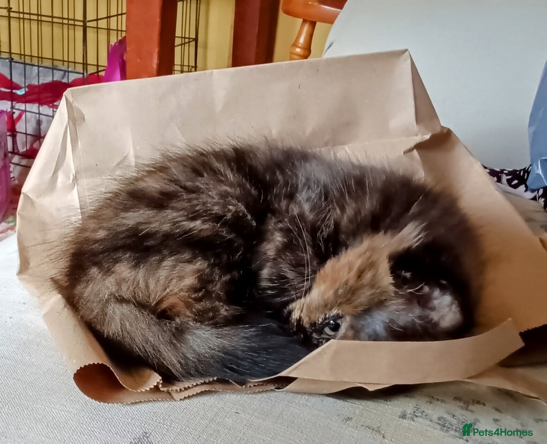 Mixed Breed cats for sale: Beautiful smiley kittens  - Image 13