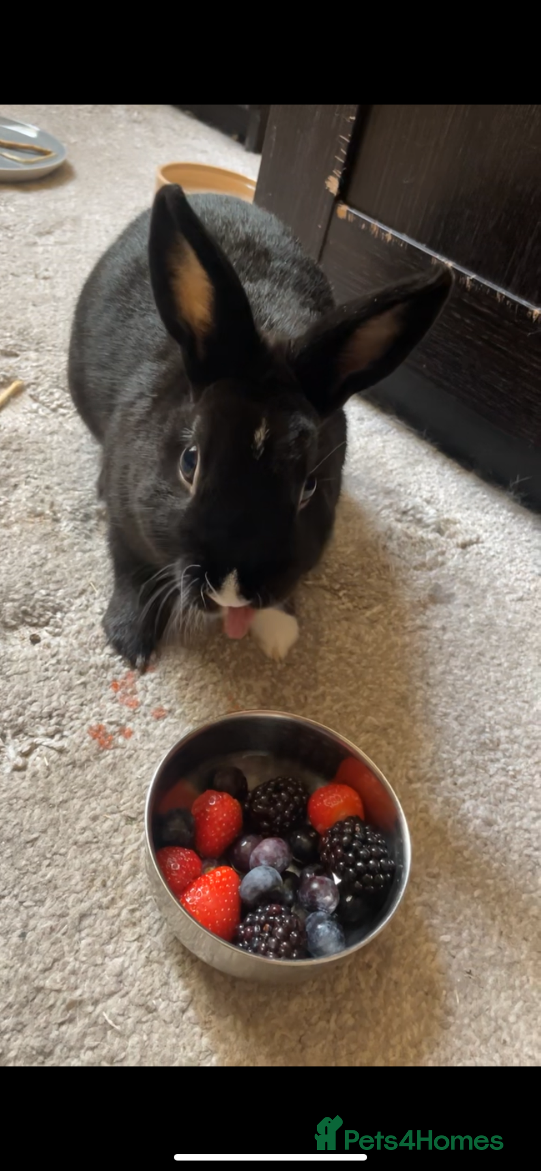 Mixed Breed rabbits for sale: Bunny couple looking for a forever home. - Advert 3