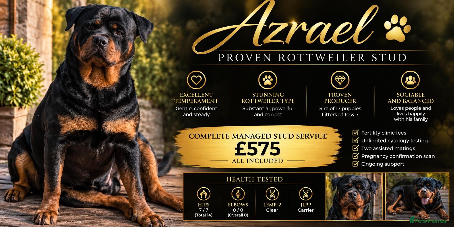 Rottweiler dogs KC Reg Outstanding Proven Complete Stud Package  - Advert 3