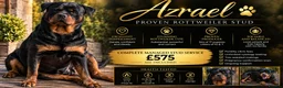Rottweiler dogs for stud: KC Reg Outstanding Proven Complete Stud Package  - Advert 1