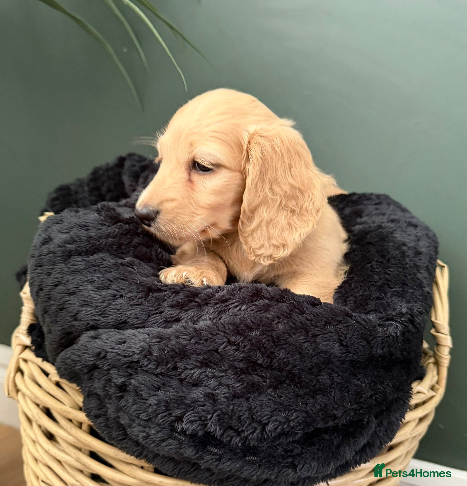 Miniature Dachshund dogs ✨One boy left ✨Longhair miniature dachshund  - Advert 2