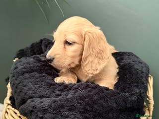 Miniature Dachshund dogs ✨One boy left ✨Longhair miniature dachshund - Advert 2