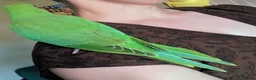 Ringnecks birds for sale: Baby handreared ringneck - Advert 4
