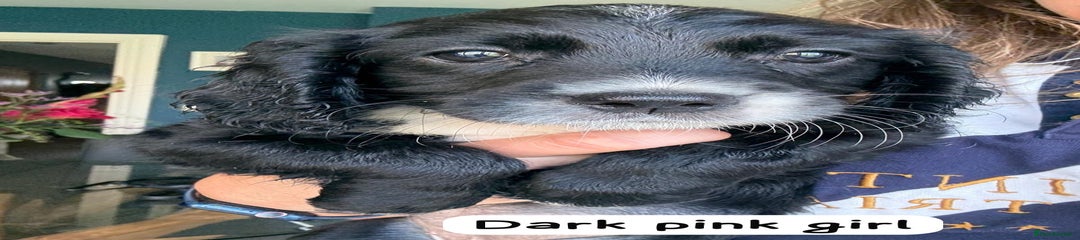 Dark pink girl (Arwen)