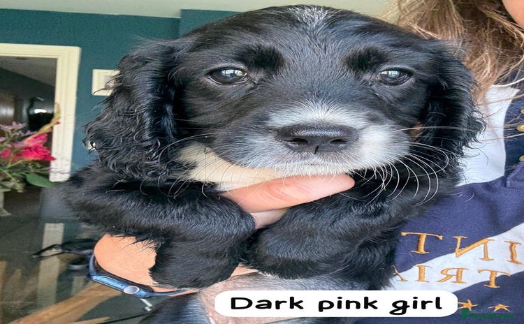 Sprocker dogs - Advert 7