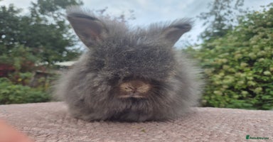 Angora rabbits - Advert 2