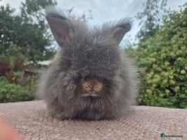 Angora rabbits - Advert 2