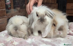 Mini Lion Lop rabbits for sale: Mini lop lops - Image 2