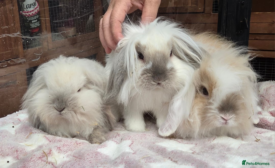 Mini Lion Lop rabbits for sale: Mini lop lops - Image 2