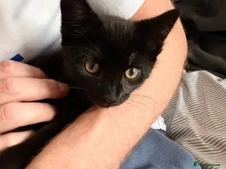 Mixed Breed cats Kittens - Advert 13