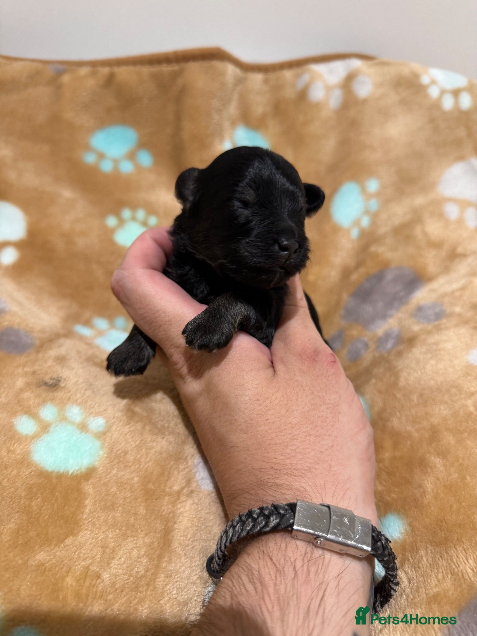 Schnoodle dogs 💫 OUTSTANDING DNA CLEAR FLUFFY SCHNOODLES 💫 - Advert 2
