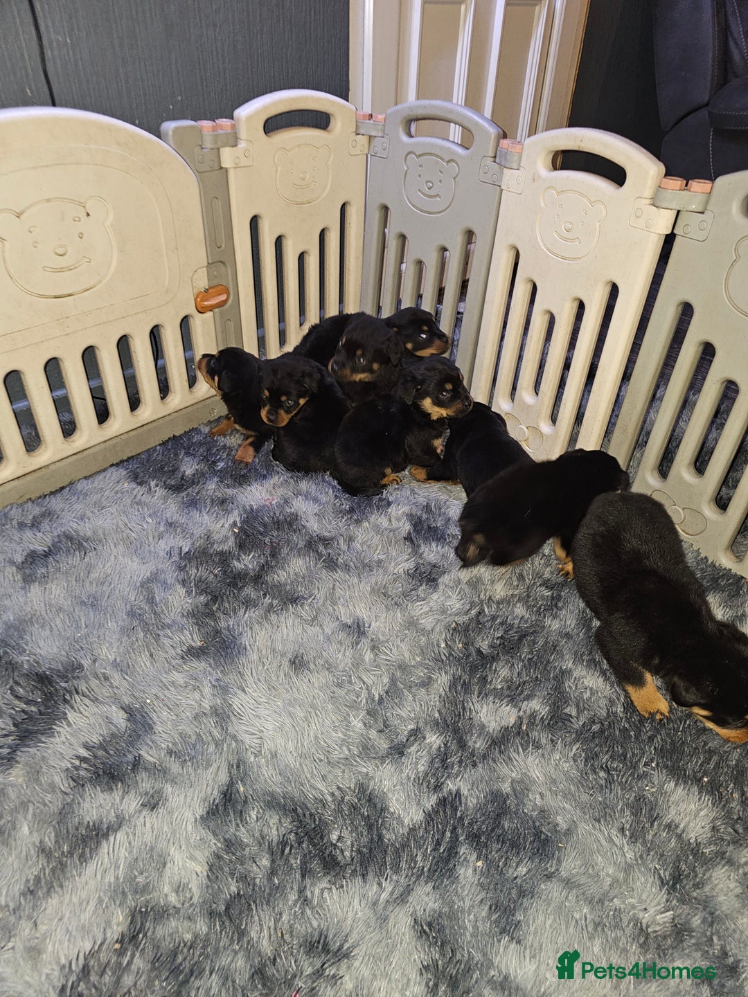 Rottweiler dogs for sale: Rottweiler puppy - Advert 8