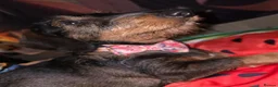 Dachshund dogs for sale: Miyo needs a loving home  in Wolverhampton - Advert 17