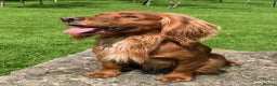 Cocker Spaniel dogs for stud: Working cocker spaniel for stud  in Rowlands Gill - Advert 3