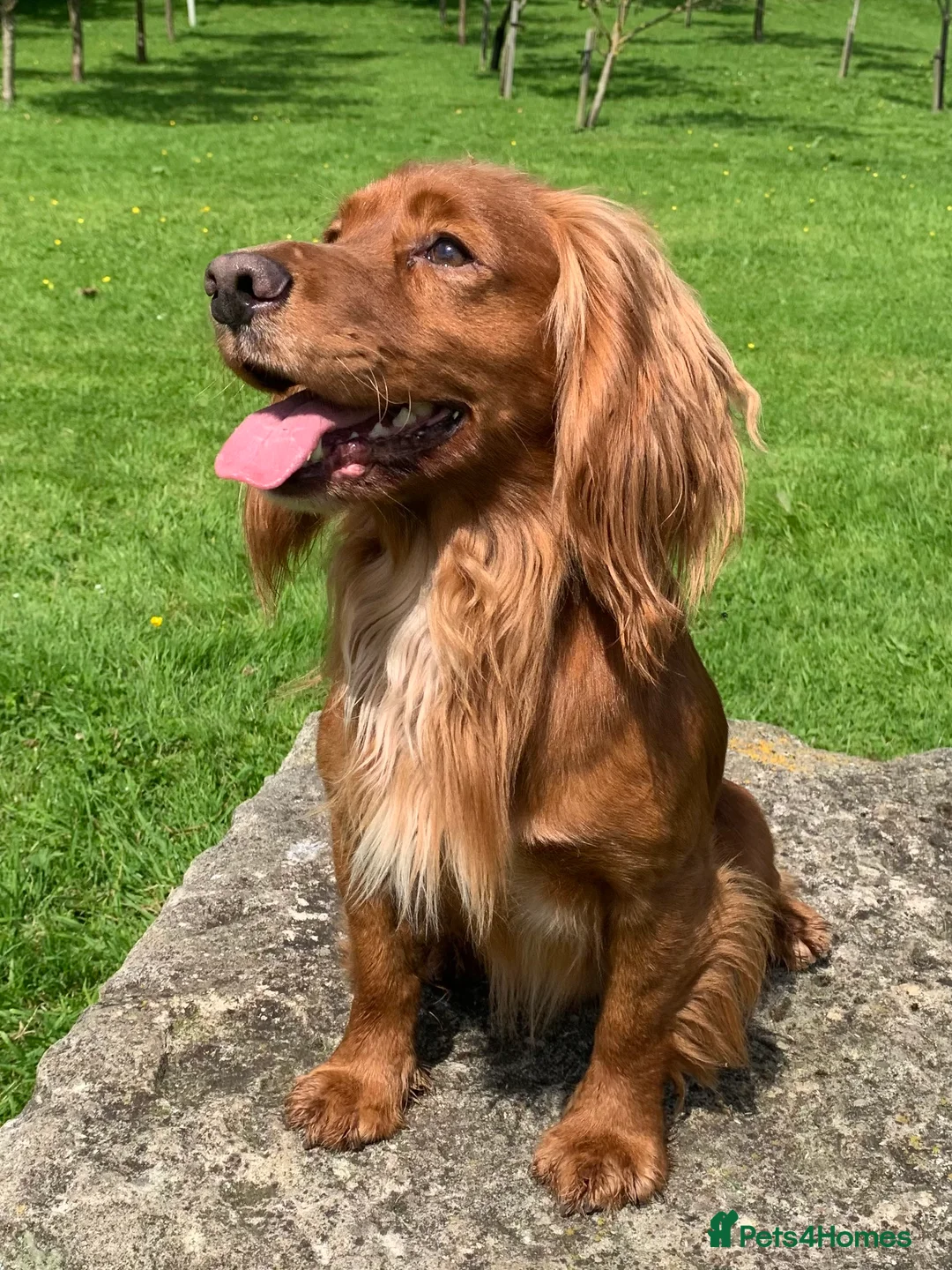 Cocker Spaniel dogs for stud: Working cocker spaniel for stud  in Rowlands Gill - Advert 3