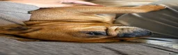 French Bulldog dogs for sale: 3 year old French bull dog  in Leicester - Advert 3