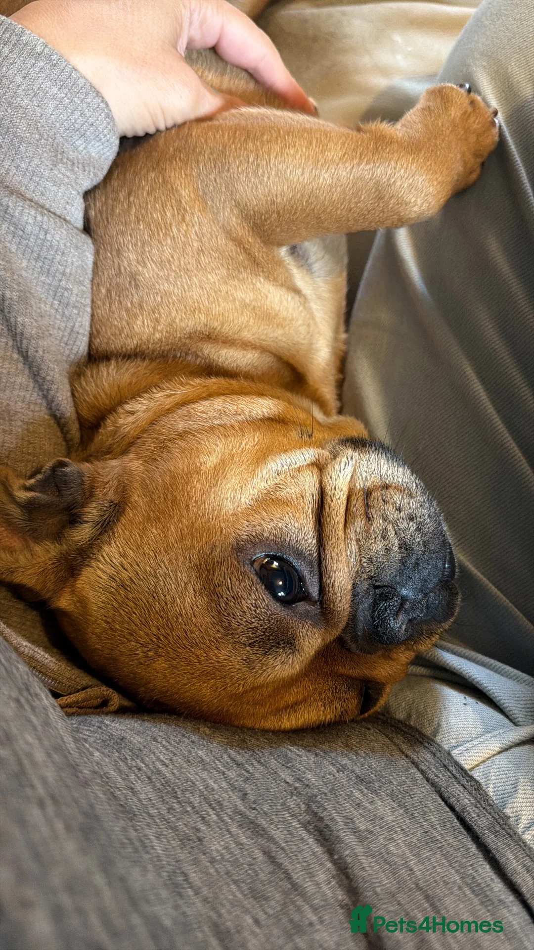 French Bulldog dogs for sale: 3 year old French bull dog  in Leicester - Advert 3