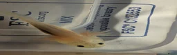 Axolotl reptiles for sale: Baby axolotls available for next day delivery  - Advert 5