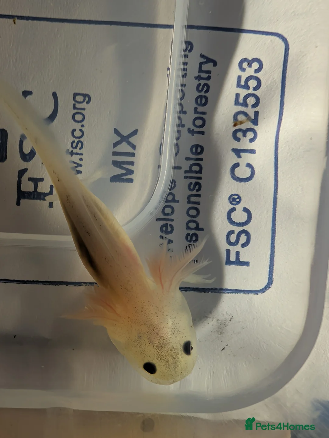 Axolotl reptiles for sale: Baby axolotls available for next day delivery  - Advert 5