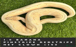 Python Snake reptiles for sale: Royal Pythons  - Image 1