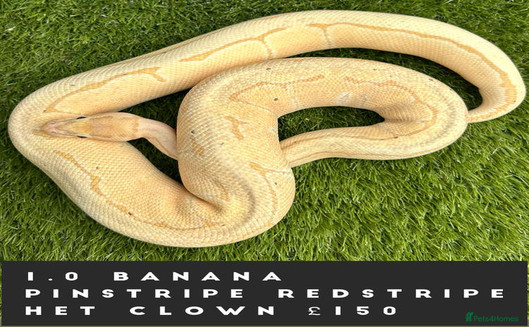 Python Snake reptiles - Advert 1