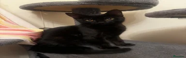 Male Kitten 