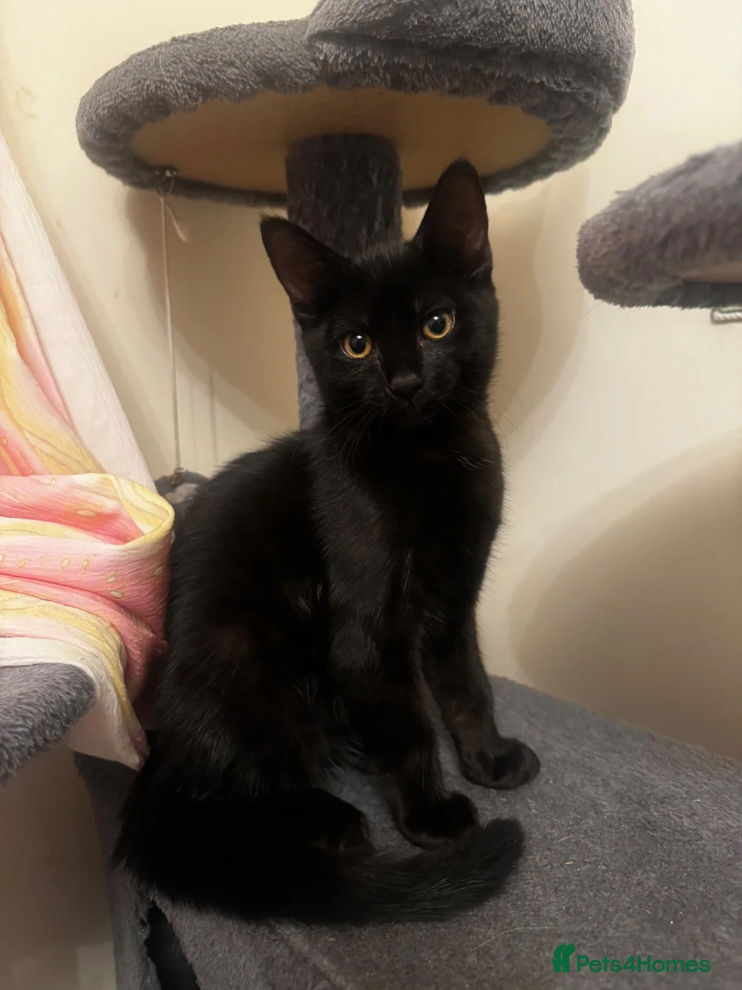 Domestic Shorthair cats for sale: Black Kitten with White Pouch (3 months) - Advert 1