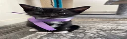 Mixed Breed cats for sale: Kitten - Advert 6