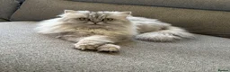Persian cats for sale: Half Persian kittens  in Hexham - Advert 1